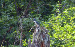 Hyder, belted kingfisher, halsband ijsvogel